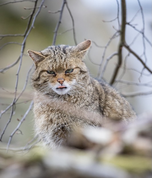conservation-wildcat