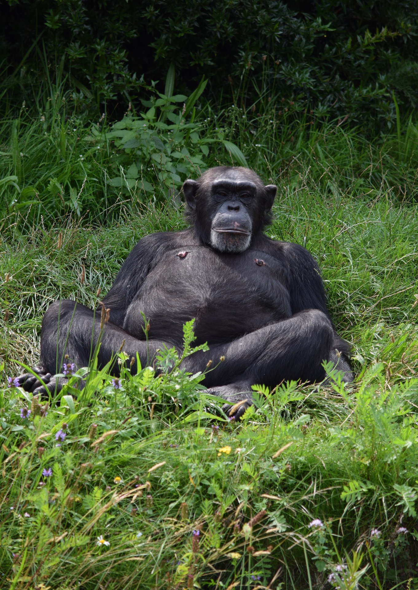 Chimpanzé-Afrique