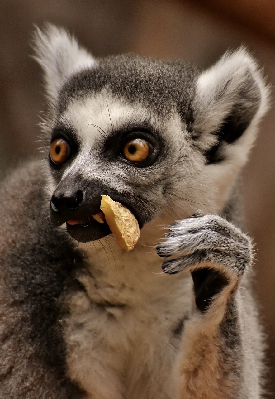 sauver-lemur-madagascar