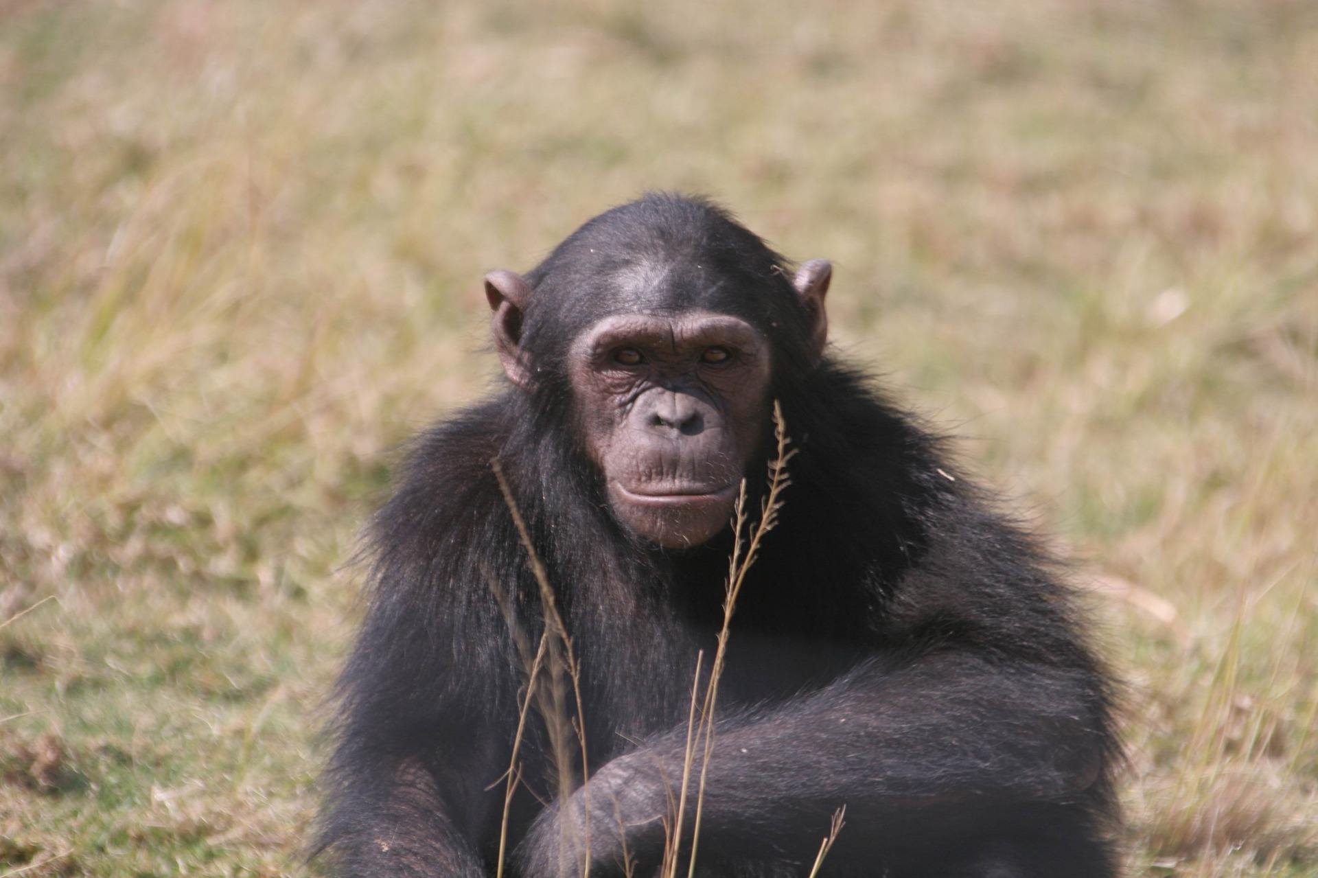homme-chimpanzé