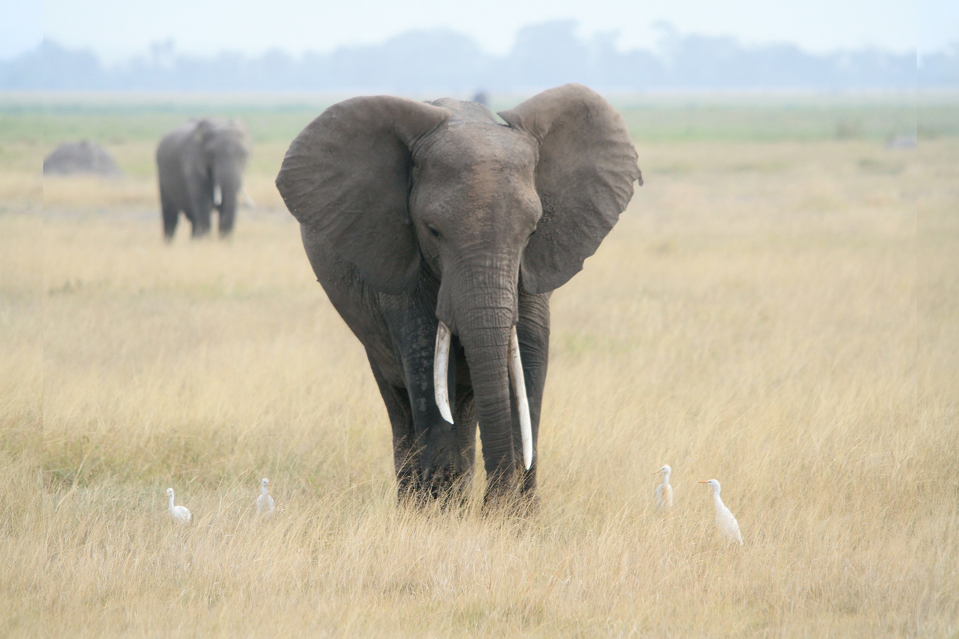 sauver-éléphant-afrique