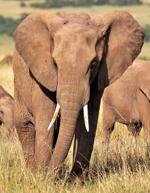aider-éléphant-afrique