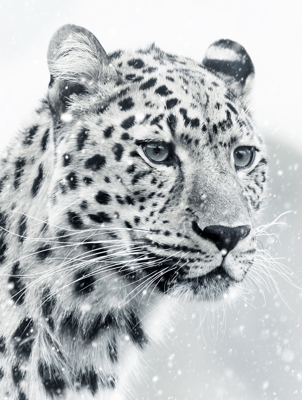 nnf-léopard-des-neiges