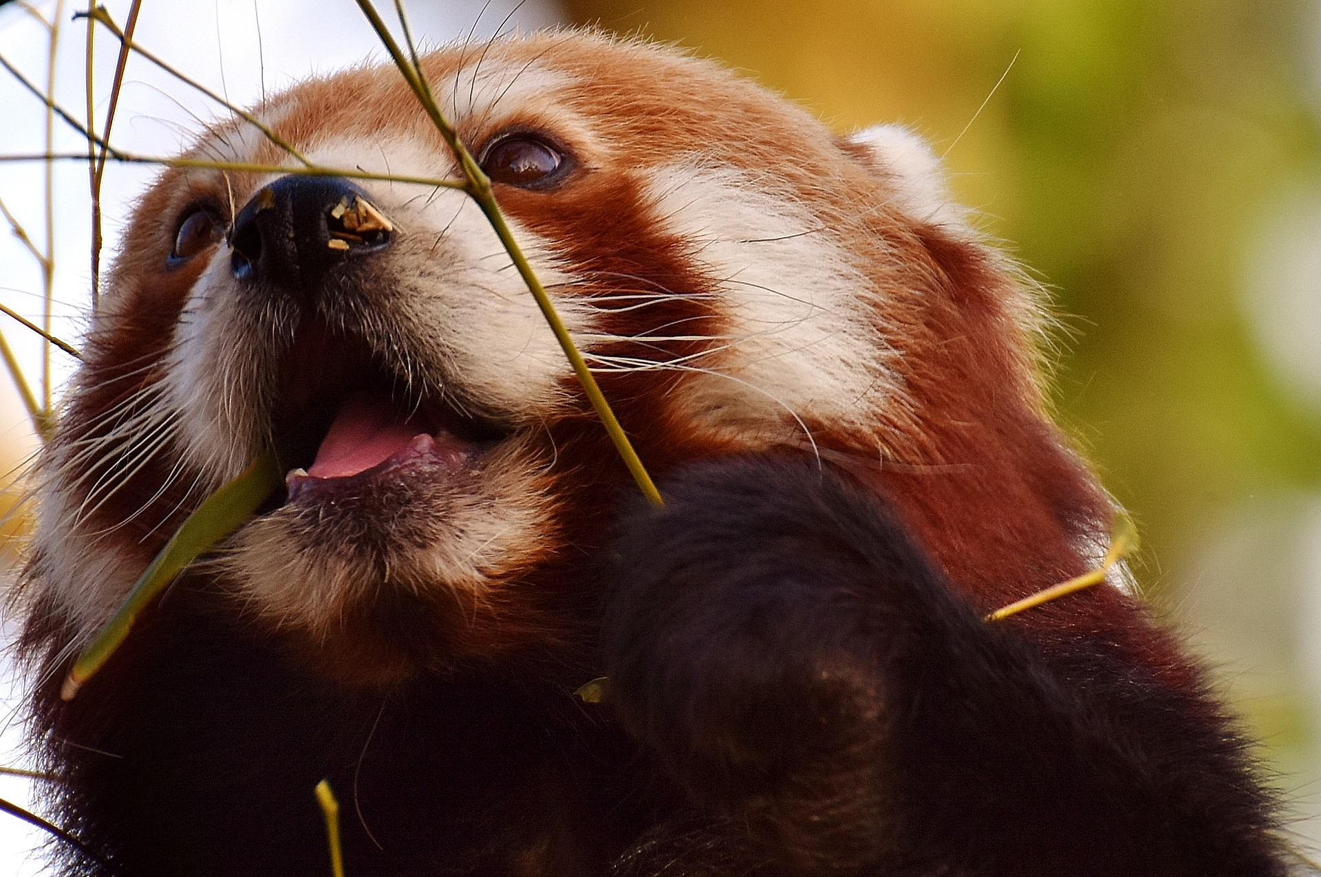 protection-panda