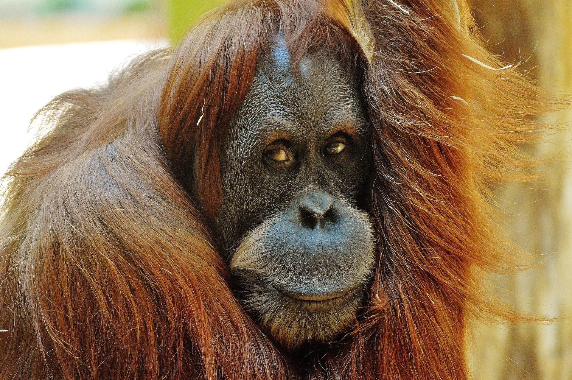 orang-outan-afrique