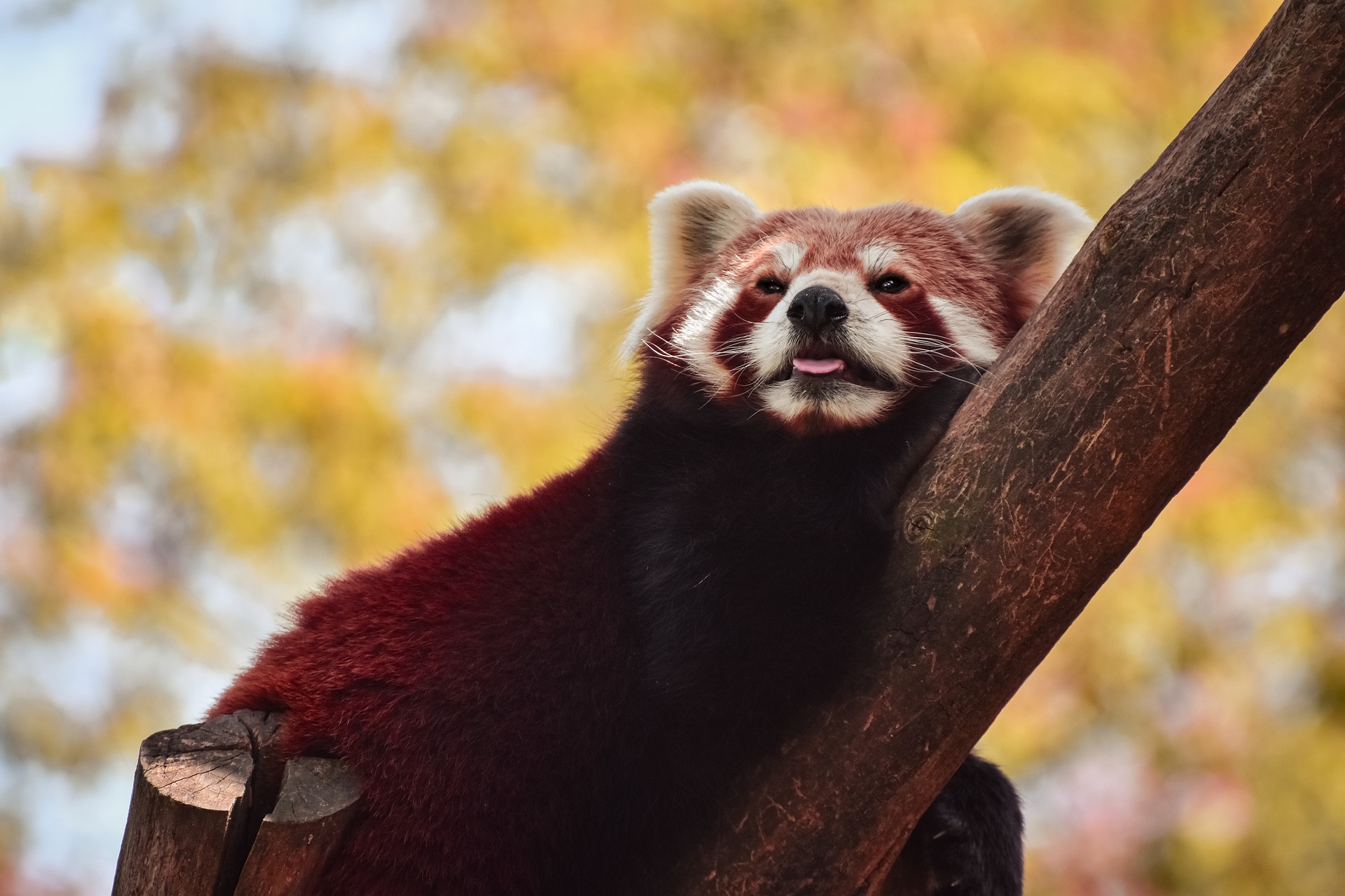 Sauver-Panda-roux