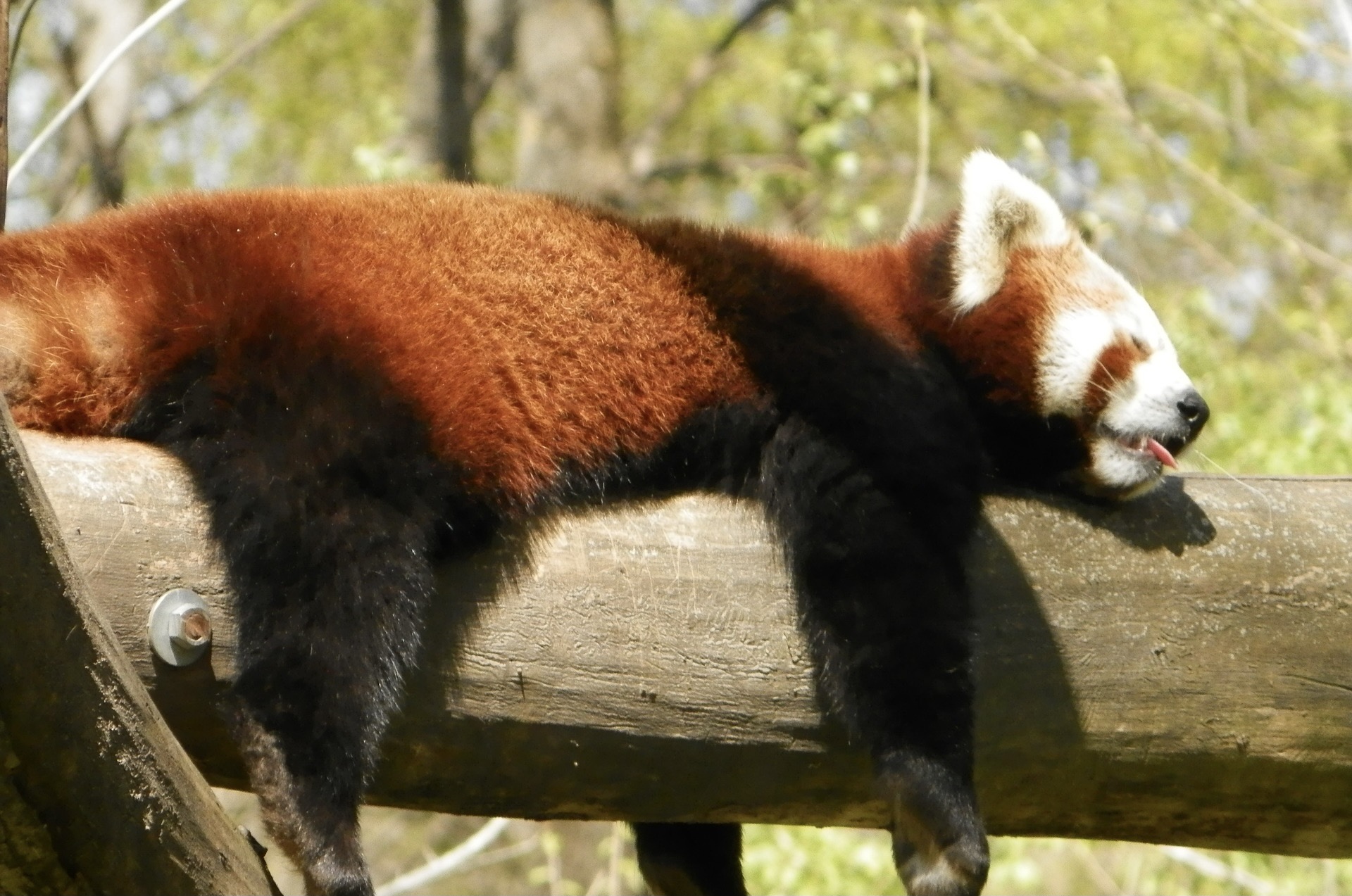 panda-sauver-roux
