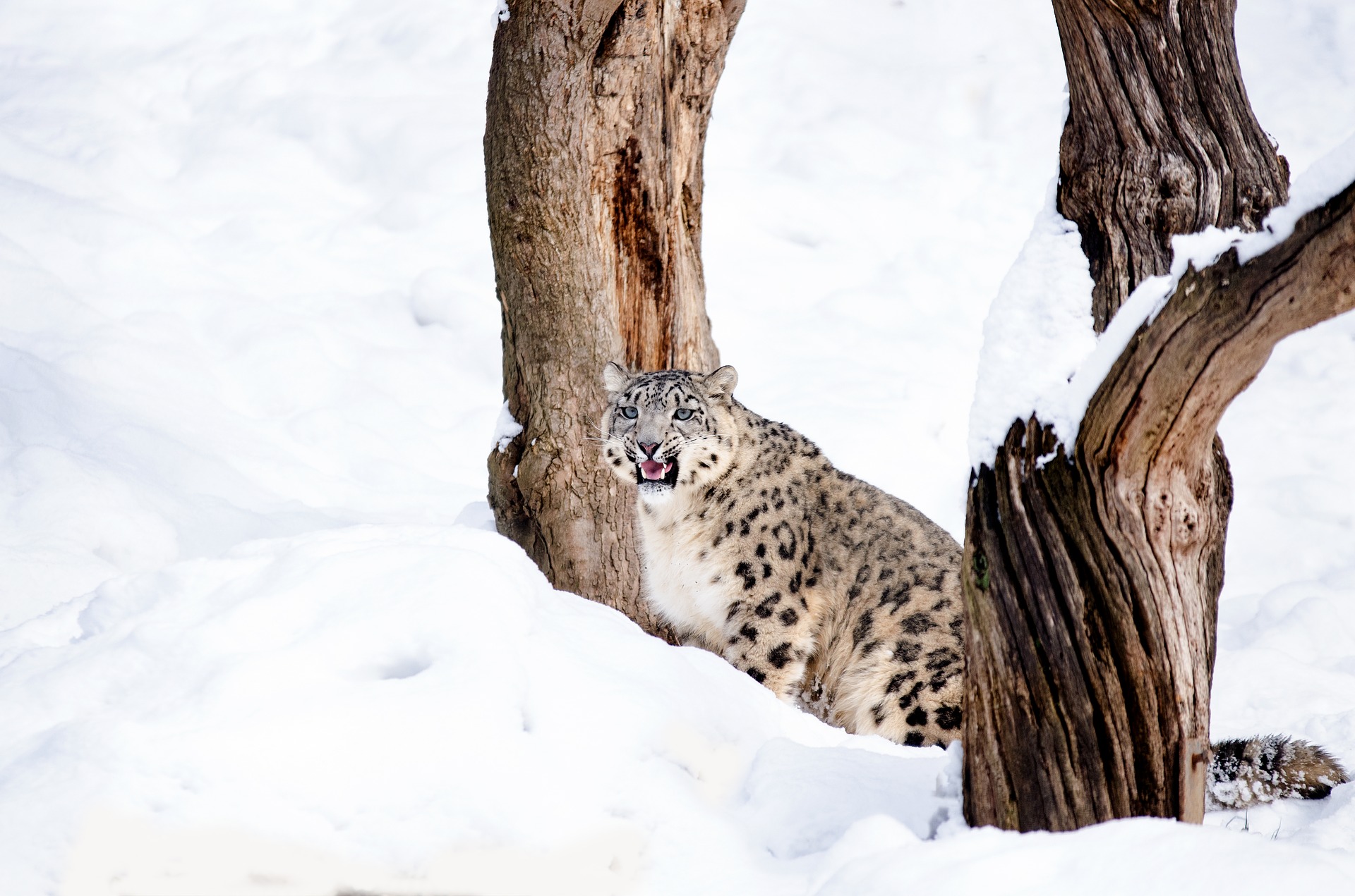 conservation-leopard-neige