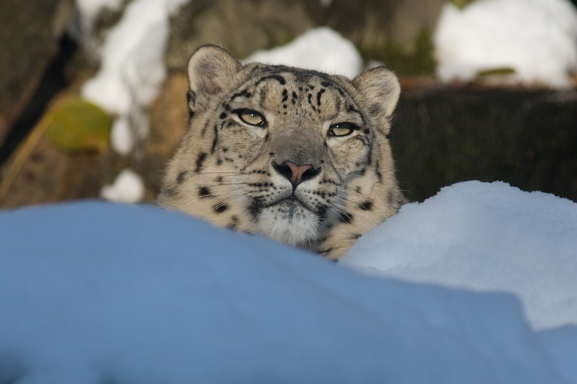 sauver-léopard-neige