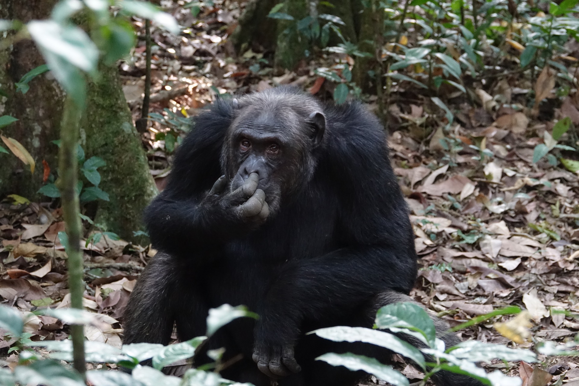 habitat-chimpanzé