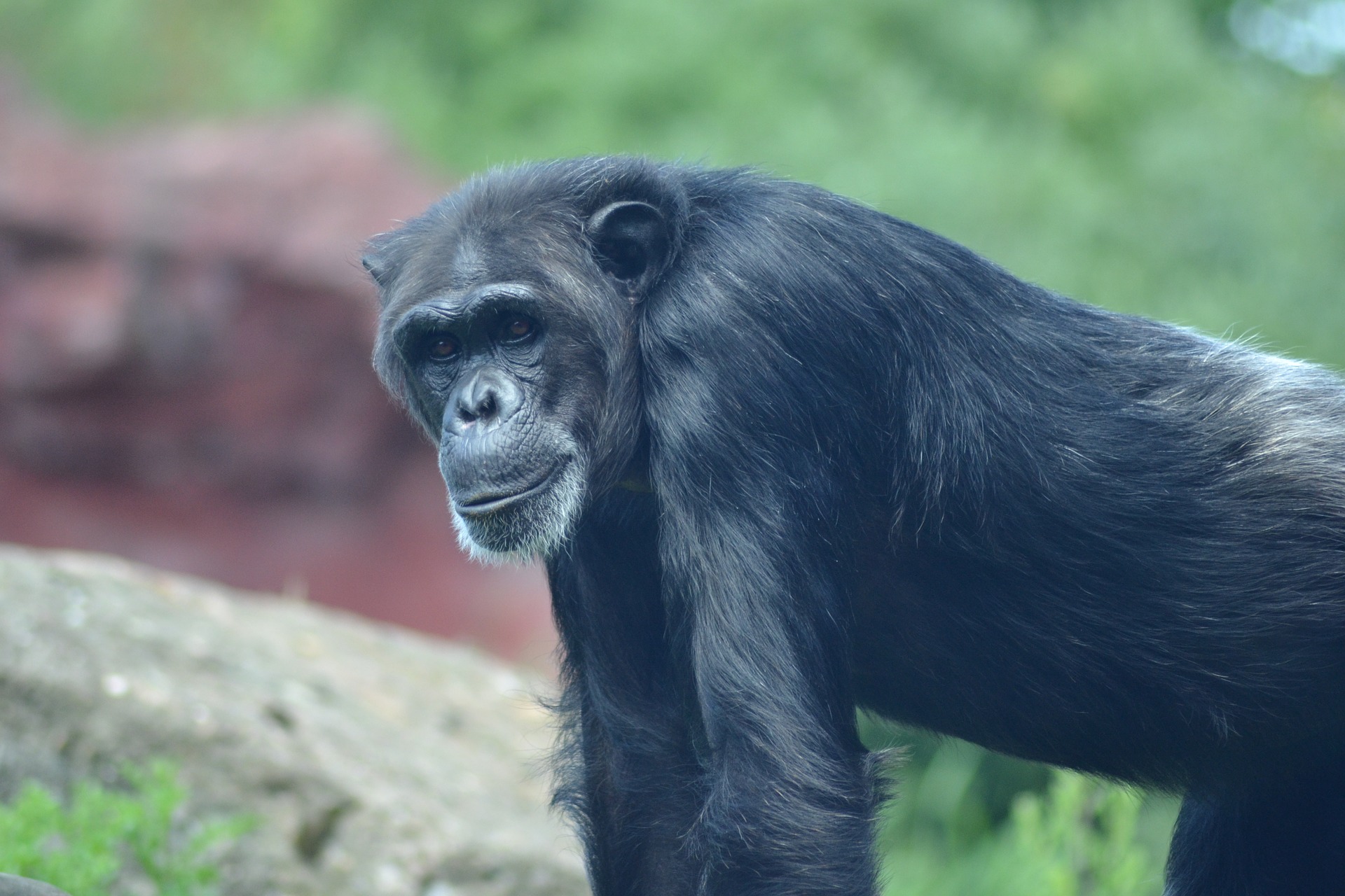 Afrique-Chimpanzé