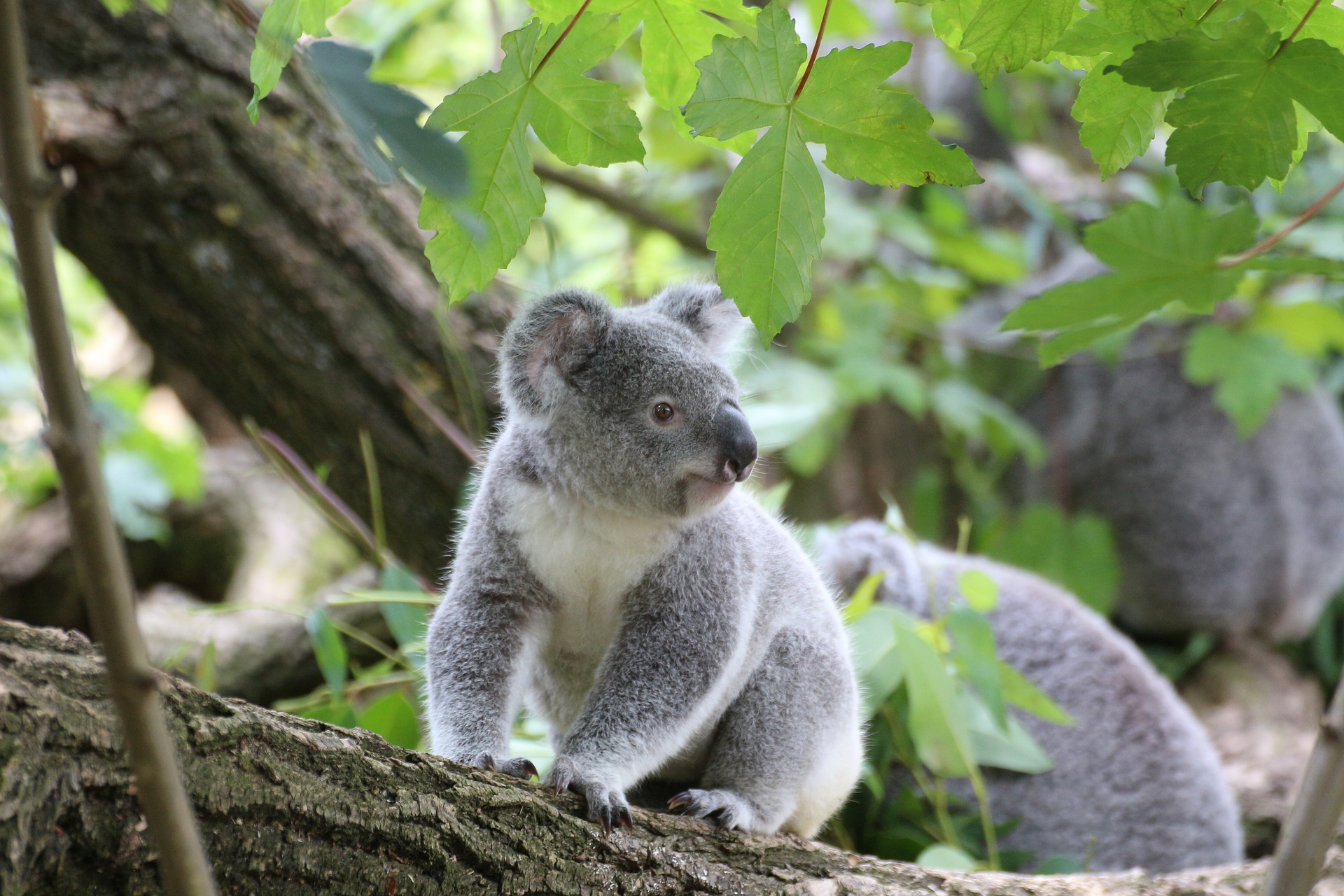 koala-perte-habitat