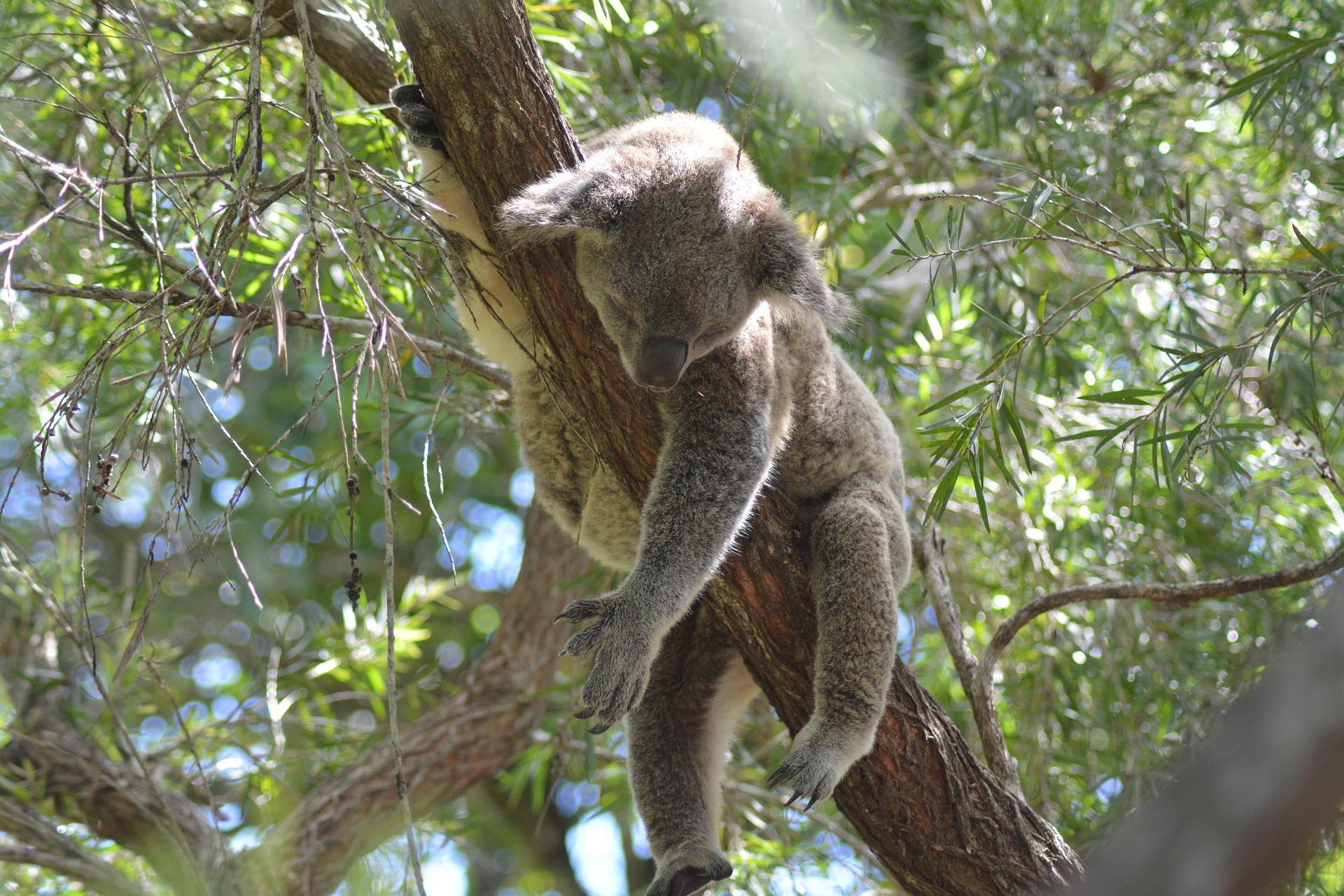 koala-australie-nnf