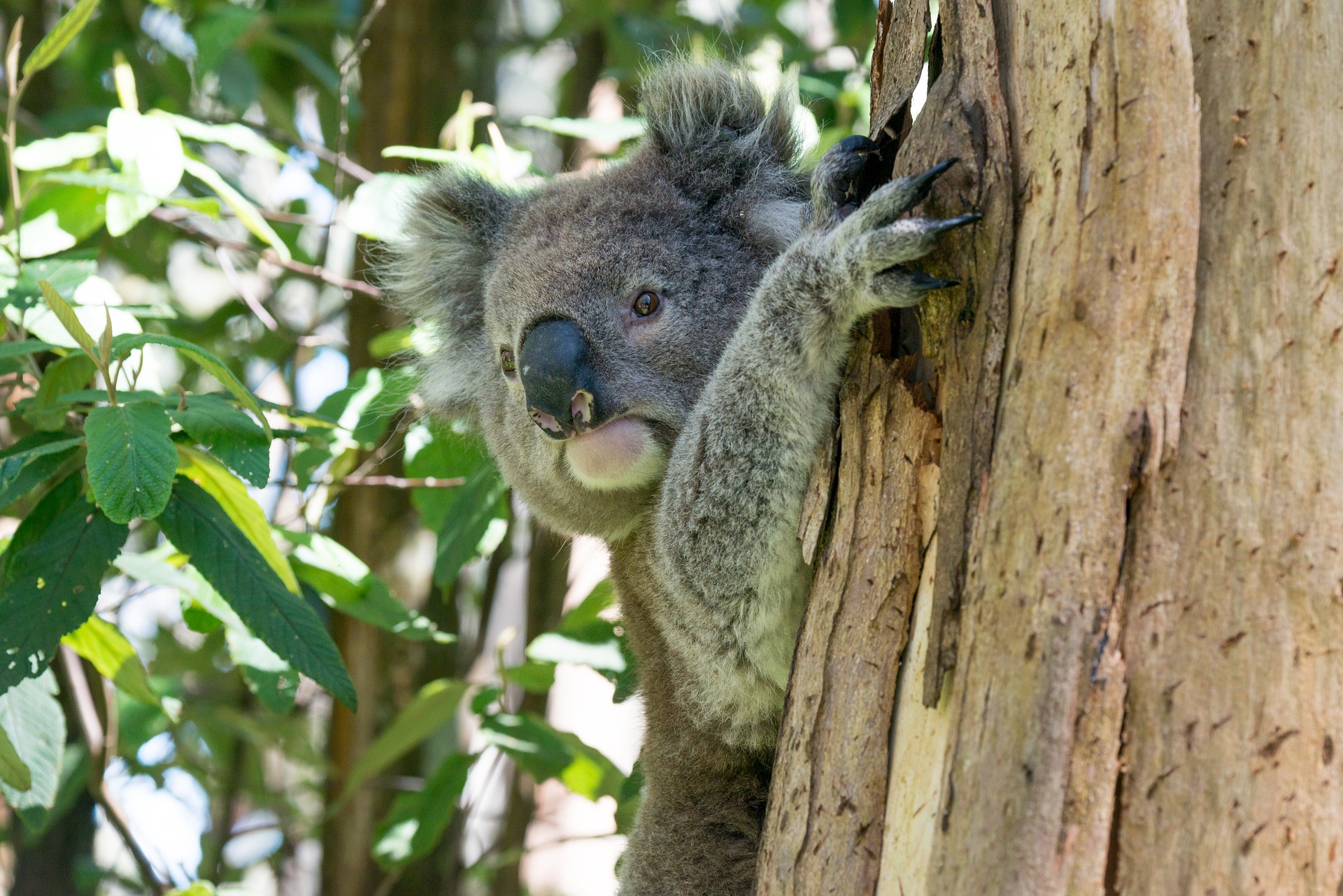 koala-changement-climatique
