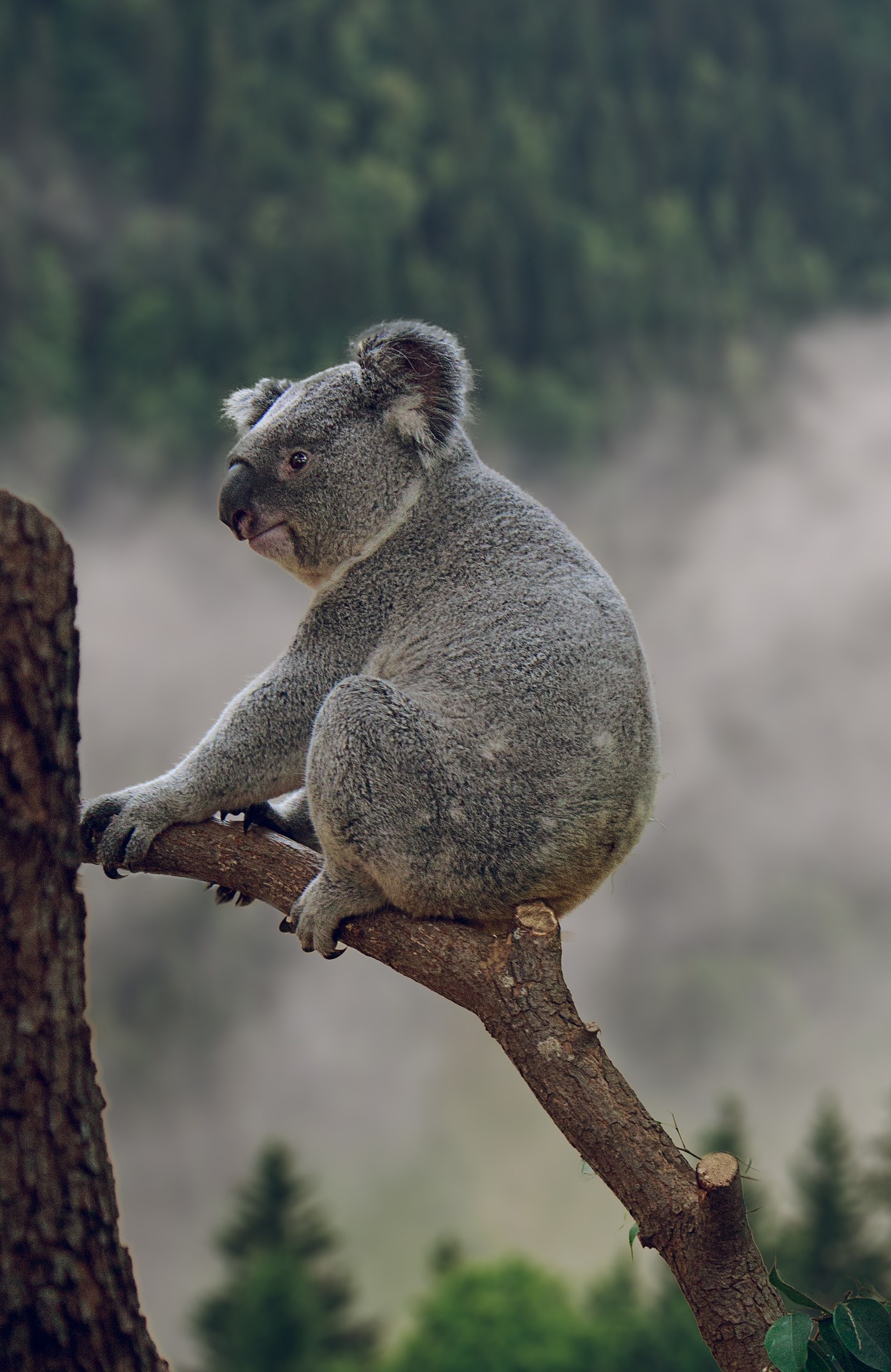 Koala-protection-nnf